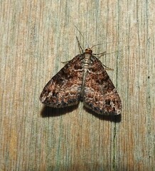 Pseudocoremia productata