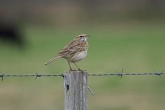 Anthus australis