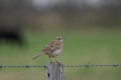 Anthus australis