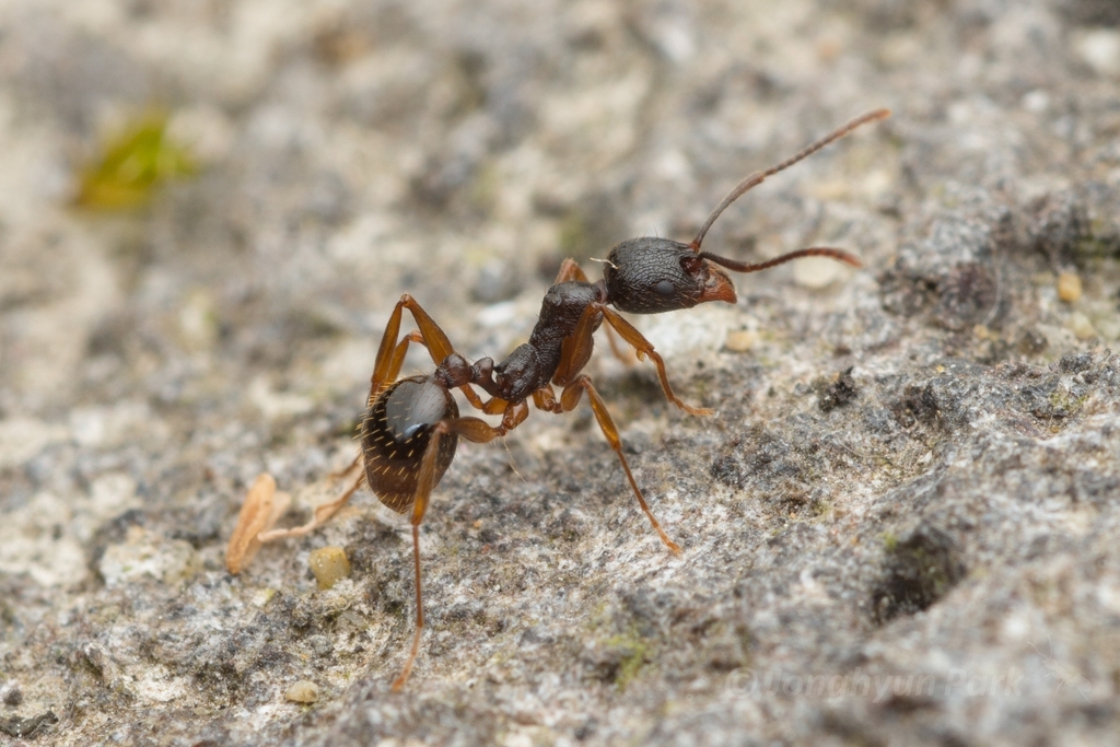 Aphaenogaster japonica from Seongpanak, Seogwipo, South Korea on June ...