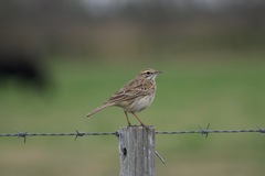 Anthus australis