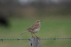 Anthus australis