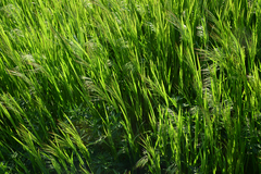 Alopecurus myosuroides