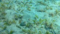 Portunidae
