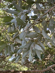Quercus salicina