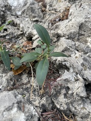Antirrhinum majus