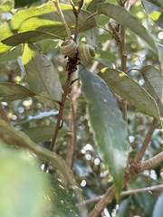 Quercus salicina