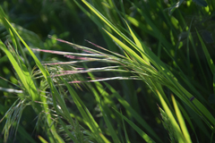 Alopecurus myosuroides