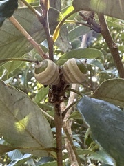 Quercus salicina