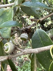 Quercus salicina