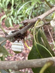 Quercus salicina