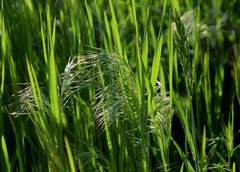 Alopecurus myosuroides