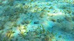 Portunidae