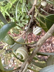 Quercus salicina