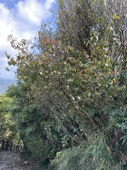 Viburnum luzonicum