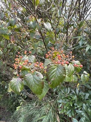 Viburnum luzonicum