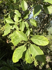 Dendropanax dentiger