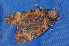Acherontia styx