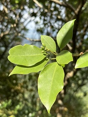 Dendropanax dentiger