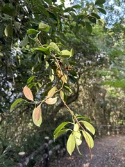 Urceola rosea
