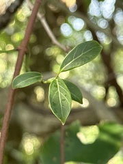 Urceola rosea