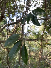 Anodendron
