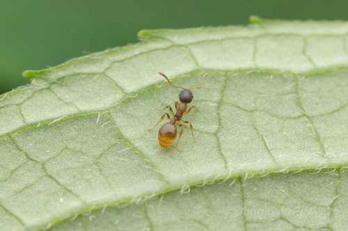 Temnothorax michaliTemnothorax michali