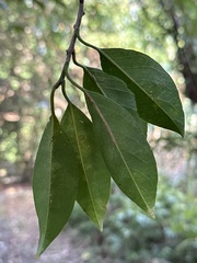 Anodendron