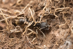 Ectomomyrmex javanus