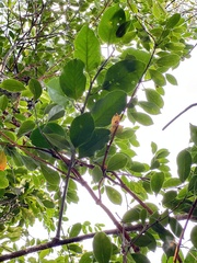 Anodendron