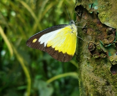 Appias lyncida