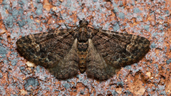 Eucymatoge peplodes