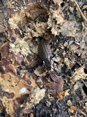 Carabus granulatus