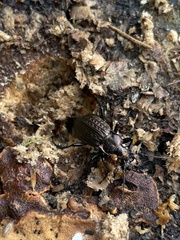 Carabus granulatus
