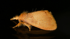 Euproctis fimbriata