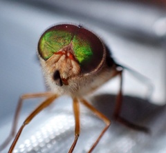 Scaptia auriflua