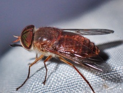 Scaptia auriflua