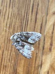 Mesoligia furuncula