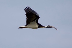 Threskiornis spinicollis