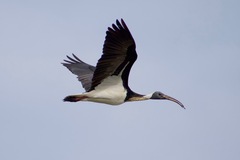 Threskiornis spinicollis