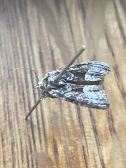 Mesoligia furuncula