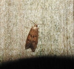 Tachystola acroxantha