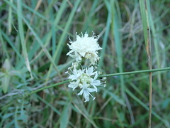Cephalaria leucantha