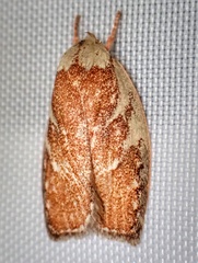 Euchaetis rhizobola