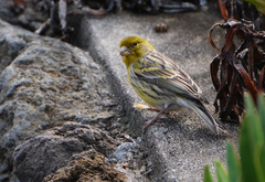 Serinus canaria