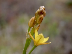 Bulbine semibarbata
