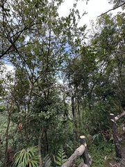 Ligustrum liukiuense