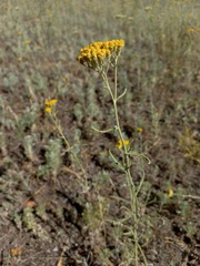 Achillea micrantha