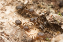 Lasius hayashi