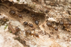 Lasius hayashi